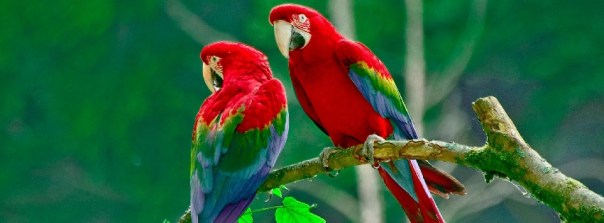1409033364_couple-of-red-parrots_facebk
